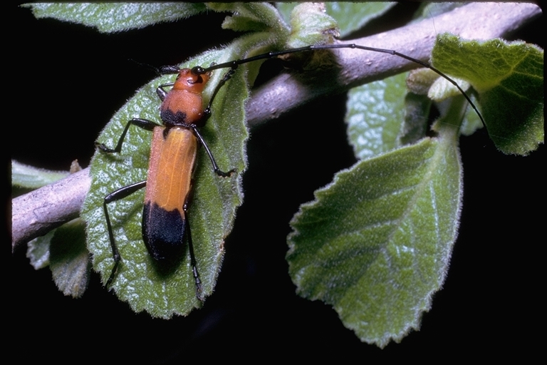 Imagem de Cerambycidae