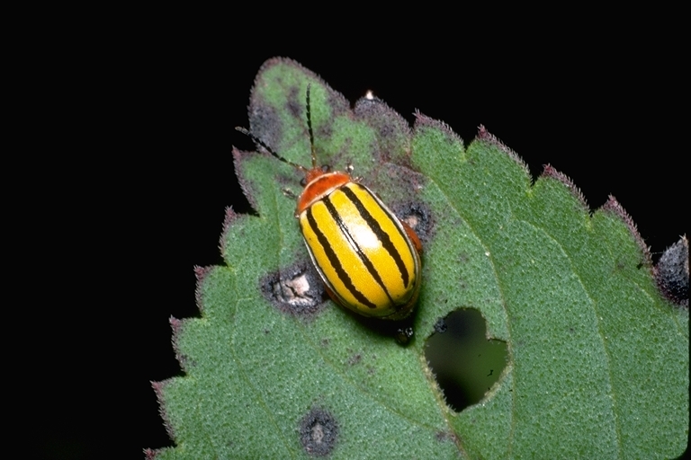 Image of leaf beetles