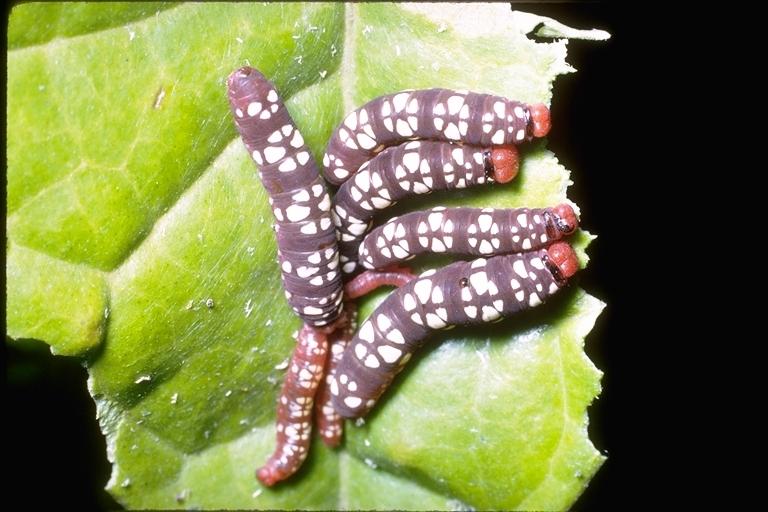 Image of moths and butterflies