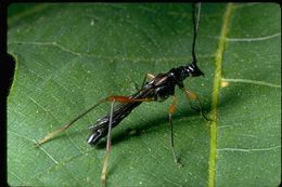 Image of long-horned beetles