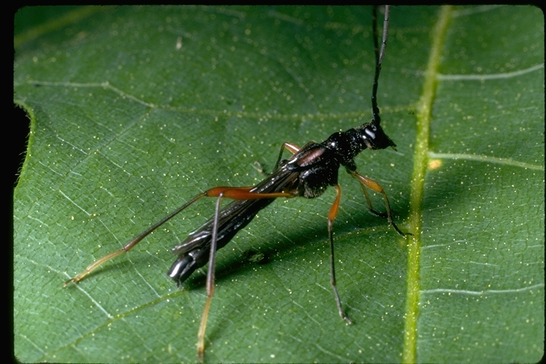 Imagem de Cerambycidae