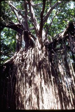 Image of Caroline banyan