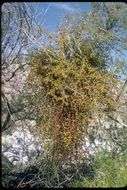 Image of mesquite mistletoe