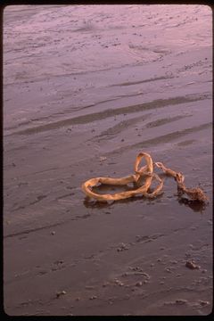 صورة Nereocystis luetkeana