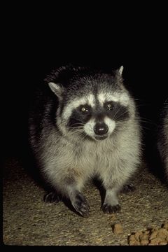 Image of Northern Raccoon