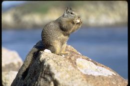 Image of California ground squirrel