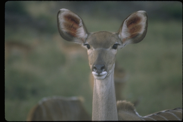 Image of Greater Kudu