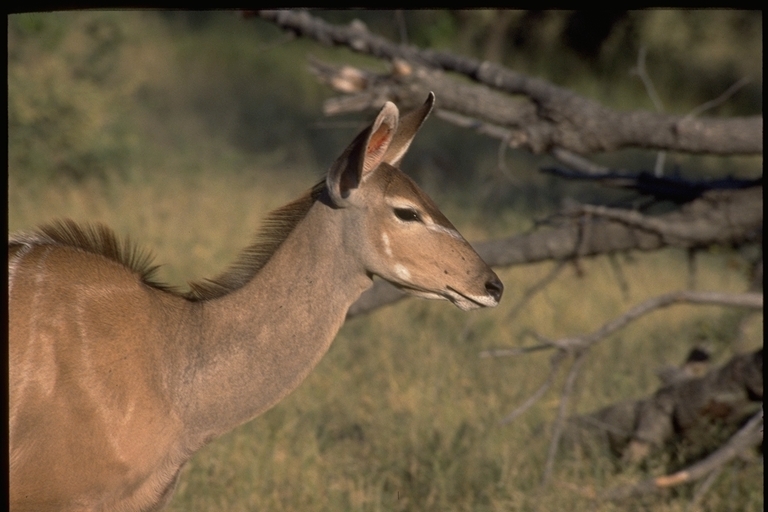 Image of Greater Kudu