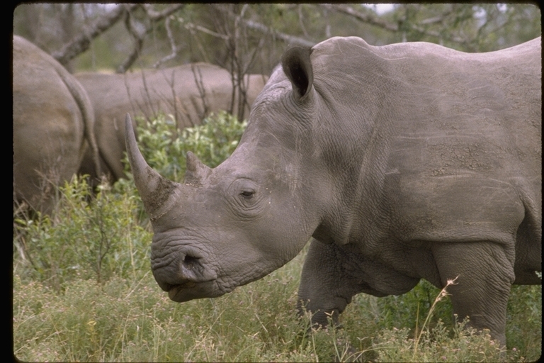 Image of Grass Rhinoceros