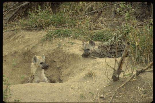 Image of Spotted Hyena