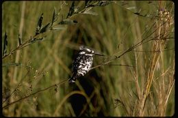 Image of Pied Kingfisher