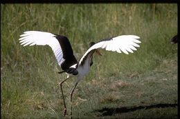 Image of Saddle-billed Stork