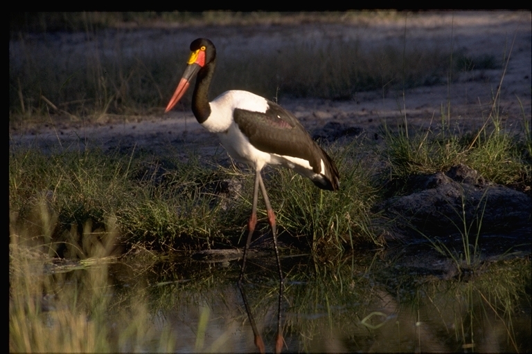 Image of Saddle-billed Stork