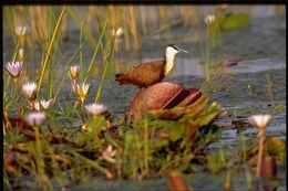 Image of African Jacana