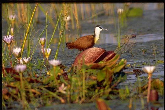 Image of African Jacana