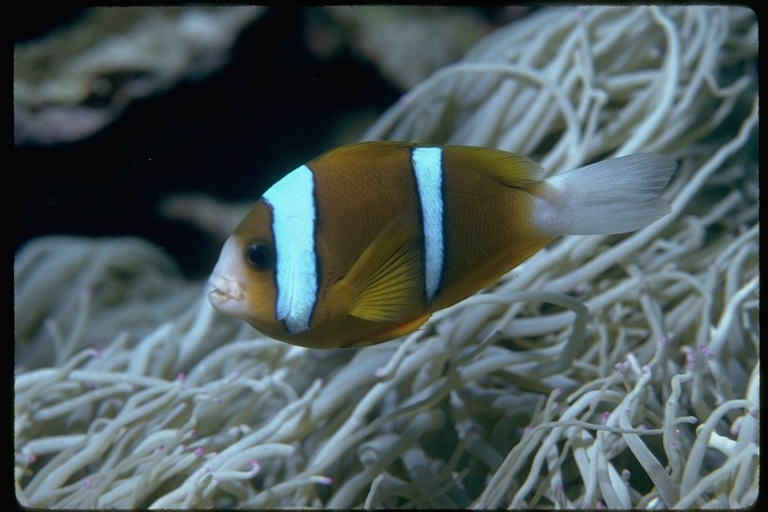 Image of Amphiprion