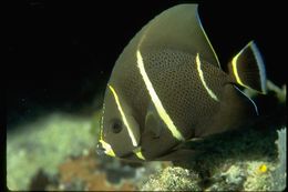 Image of Angelfish