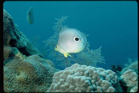 Image of Butterflyfishes