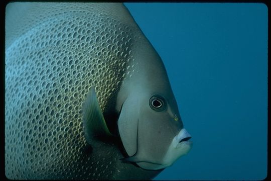 Image of Angelfish