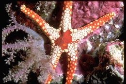 Image of sea stars