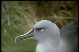 gri basli albatros resmi