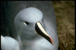Image of Grey-headed Albatross