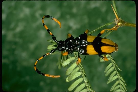 Imagem de Trachyderes (Dendrobias) mandibularis (Dupont 1834)