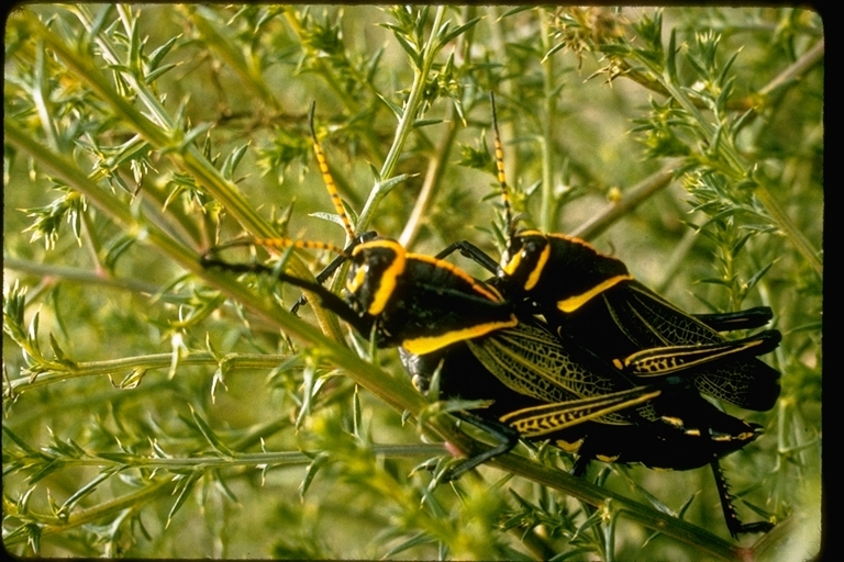 Image of Horse Lubber