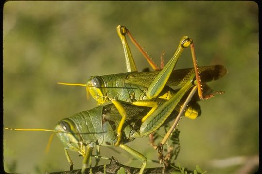 Image of Spotted Bird Grasshopper