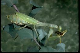 Image of European Mantid