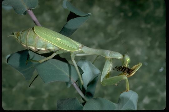 Image of European Mantid