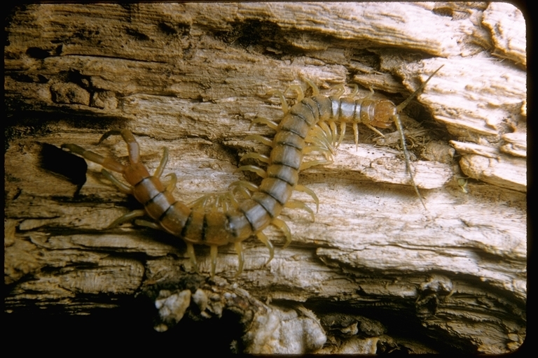 Image of Centipede