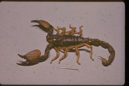 Image of scorpions