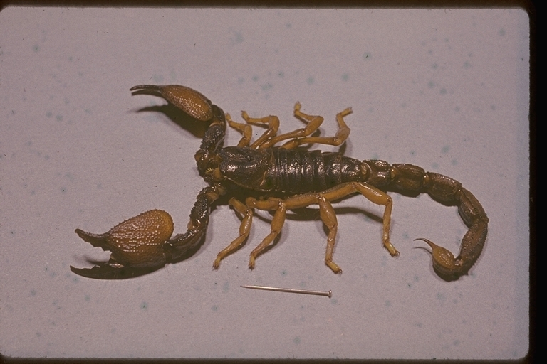 Image of scorpions