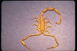 Image of Lesser brown scorpion