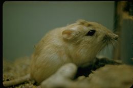 Image of Desert Kangaroo Rat