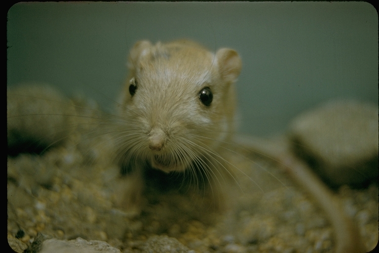 Image of Desert Kangaroo Rat