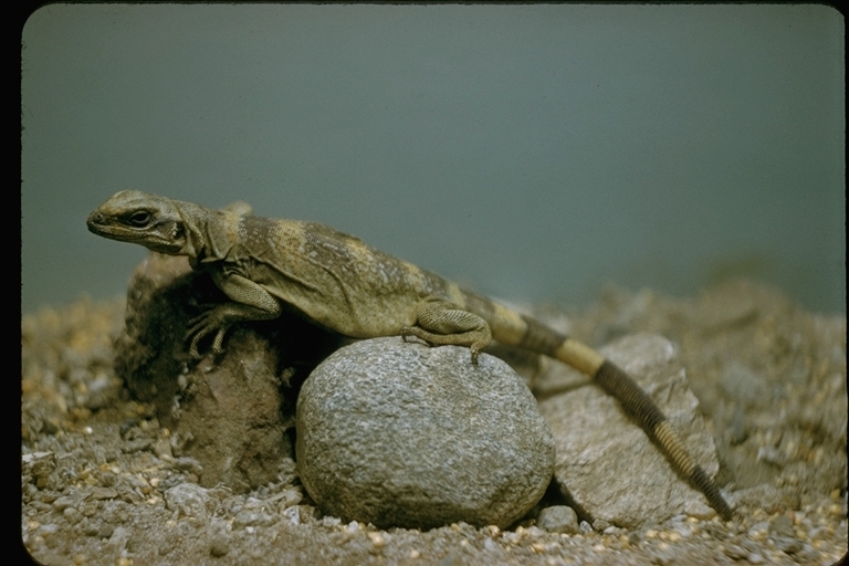 Image of Common Chuckwalla