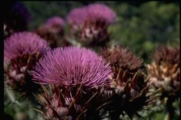 Image of cardoon