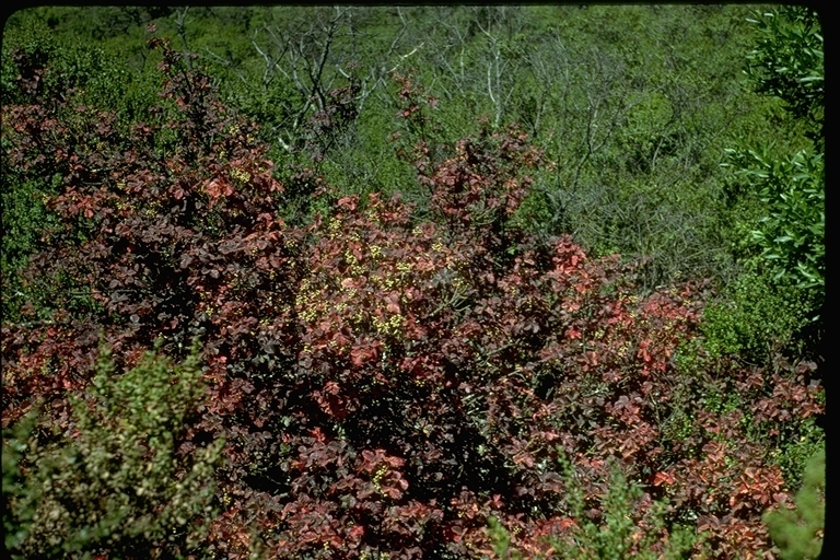 Image of Pacific poison oak