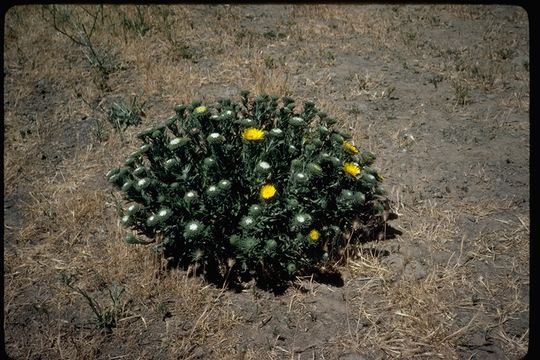 Image of hairy gumweed