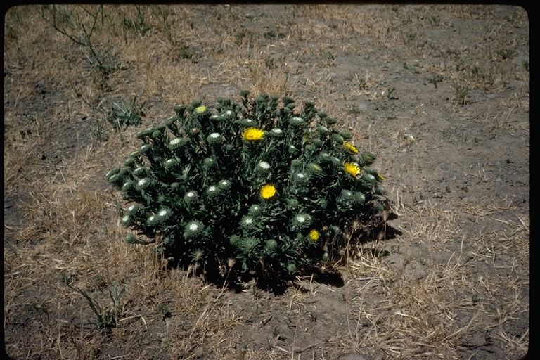 Grindelia hirsutula Hook. & Arn.的圖片