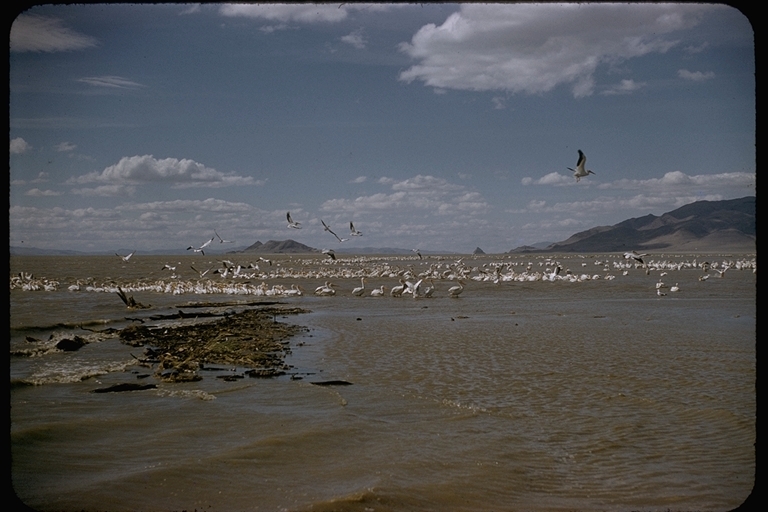 Image of American White Pelican