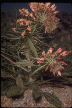 Eremothera boothii subsp. decorticans (Hook. & Arn.) W. L. Wagner & Hoch resmi