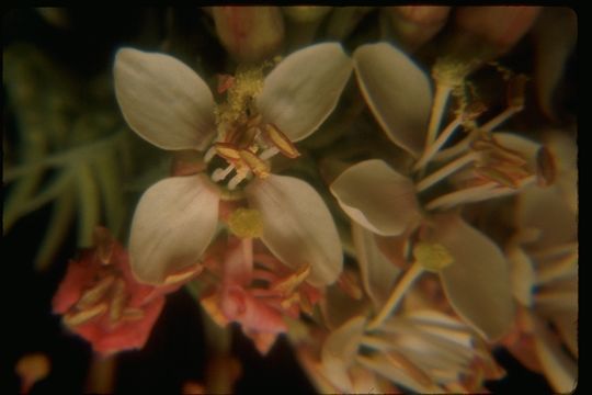 Eremothera boothii subsp. decorticans (Hook. & Arn.) W. L. Wagner & Hoch resmi