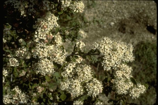 Image of desert ceanothus