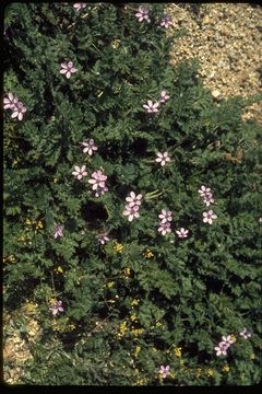 Image of Common Stork's-bill