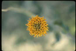 Image of button brittlebush