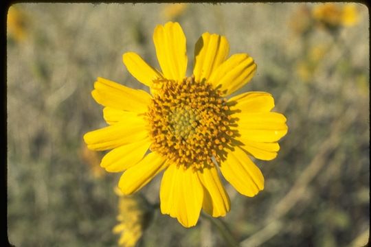 Sivun Encelia virginensis A. Nels. kuva