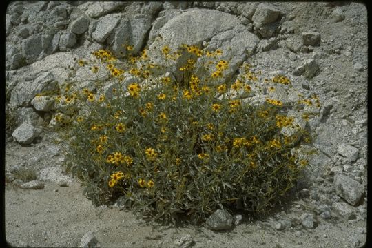 Sivun Encelia farinosa A. Gray ex Torr. kuva